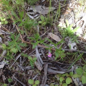 Geranium solanderi var. solanderi at Majura, ACT - 17 Oct 2016 02:41 PM