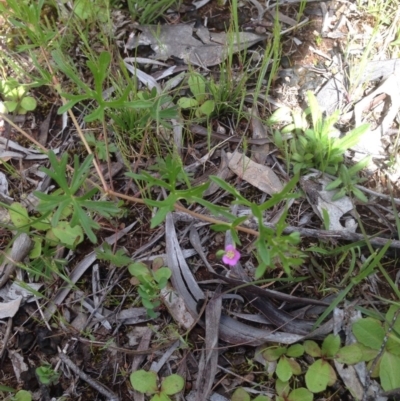 Geranium solanderi var. solanderi (Native Geranium) at Majura, ACT - 17 Oct 2016 by Floramaya