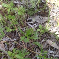 Geranium solanderi var. solanderi at Majura, ACT - 17 Oct 2016 02:41 PM