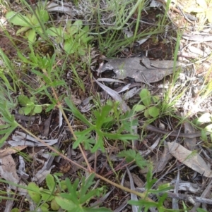 Geranium solanderi var. solanderi at Majura, ACT - 17 Oct 2016 02:41 PM