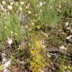 Drosera sp. (A Sundew) at Majura, ACT - 17 Oct 2016 by Floramaya