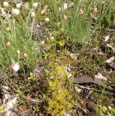 Drosera sp. (A Sundew) at Mount Majura - 17 Oct 2016 by Floramaya