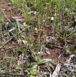 Luzula sp. at Majura, ACT - 17 Oct 2016 02:44 PM