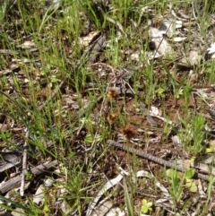 Luzula sp. at Majura, ACT - 17 Oct 2016 02:44 PM