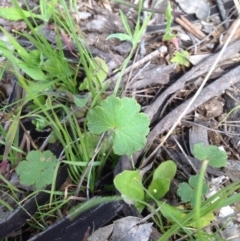 Hydrocotyle laxiflora (Stinking Pennywort) at Mount Majura - 17 Oct 2016 by Floramaya