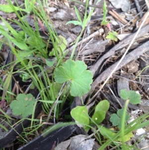 Hydrocotyle laxiflora at Majura, ACT - 17 Oct 2016