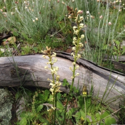 Stackhousia monogyna (Creamy Candles) at Mount Majura - 17 Oct 2016 by Floramaya