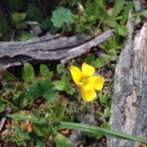 Oxalis sp. at Majura, ACT - 17 Oct 2016 02:51 PM