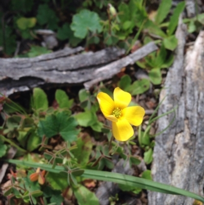 Oxalis sp. (Wood Sorrel) at Majura, ACT - 17 Oct 2016 by Floramaya