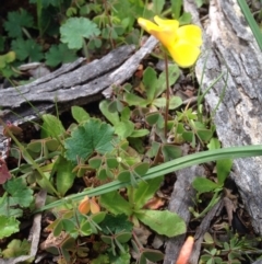 Oxalis sp. at Majura, ACT - 17 Oct 2016 02:51 PM