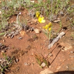 Bulbine sp. at Majura, ACT - 17 Oct 2016 by Floramaya