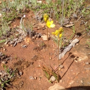 Bulbine sp. at Majura, ACT - 17 Oct 2016 02:54 PM