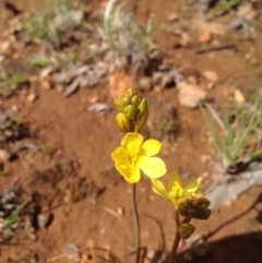 Bulbine sp. at Majura, ACT - 17 Oct 2016 02:54 PM