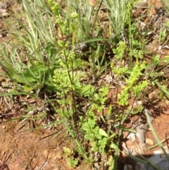 Cheilanthes sieberi (Rock Fern) at Majura, ACT - 17 Oct 2016 by Floramaya