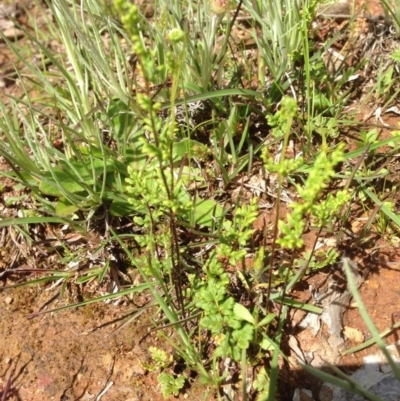 Cheilanthes sieberi (Rock Fern) at Mount Majura - 17 Oct 2016 by Floramaya