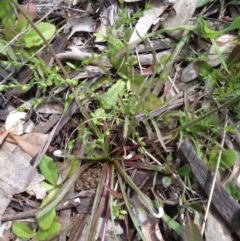 Microseris walteri (Yam Daisy, Murnong) at Mount Majura - 17 Oct 2016 by Floramaya