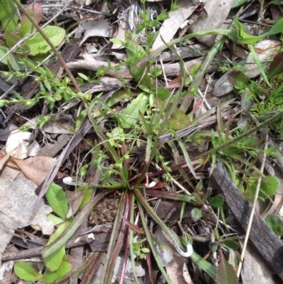 Microseris walteri (Yam Daisy, Murnong) at Majura, ACT - 17 Oct 2016 by Floramaya