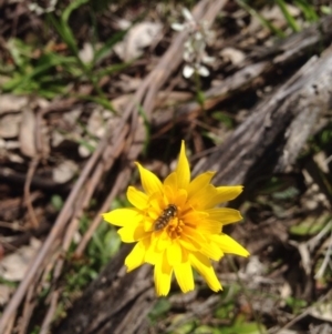 Microseris walteri at Majura, ACT - 17 Oct 2016