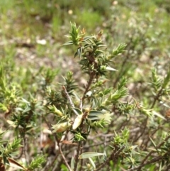 Melichrus urceolatus (Urn Heath) at Majura, ACT - 17 Oct 2016 by Floramaya