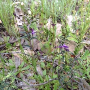 Linaria pelisseriana at Majura, ACT - 17 Oct 2016