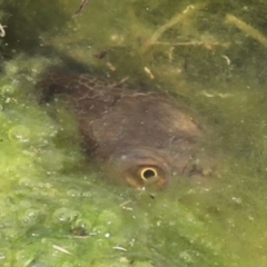 Chelodina longicollis (Eastern Long-necked Turtle) at Phillip, ACT - 17 Oct 2016 by AlisonMilton