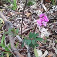 Indigofera australis subsp. australis (Australian Indigo) at Majura, ACT - 17 Oct 2016 by Floramaya