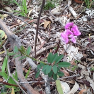 Indigofera australis subsp. australis at Majura, ACT - 17 Oct 2016