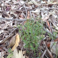 Gonocarpus tetragynus (Common Raspwort) at Mount Majura - 17 Oct 2016 by Floramaya