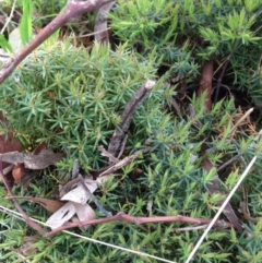 Acrotriche serrulata (Ground-berry) at Mount Majura - 17 Oct 2016 by Floramaya