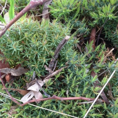 Acrotriche serrulata (Ground-berry) at Mount Majura - 17 Oct 2016 by Floramaya