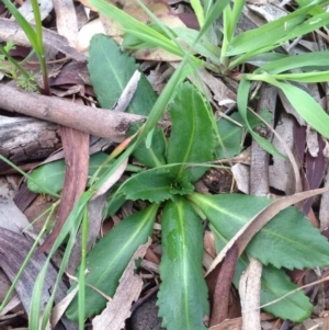 Solenogyne dominii at Majura, ACT - 17 Oct 2016