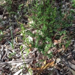 Cheilanthes sieberi (Rock Fern) at Mount Majura - 17 Oct 2016 by Floramaya