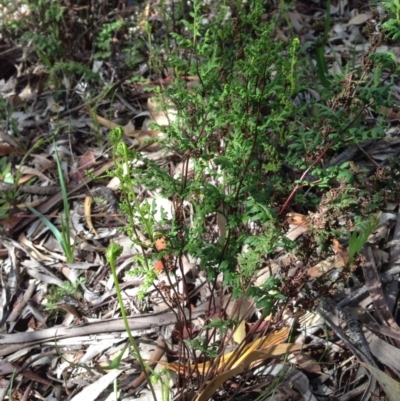 Cheilanthes sieberi (Rock Fern) at Majura, ACT - 17 Oct 2016 by Floramaya