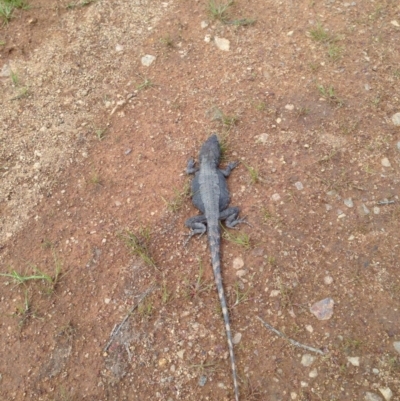 Pogona barbata (Eastern Bearded Dragon) at Mount Majura - 17 Oct 2016 by Floramaya