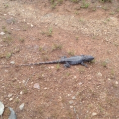 Pogona barbata at Majura, ACT - 17 Oct 2016