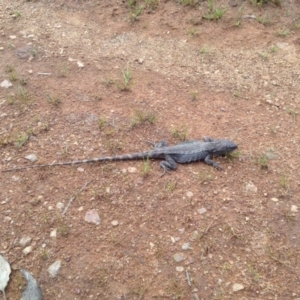 Pogona barbata at Majura, ACT - 17 Oct 2016