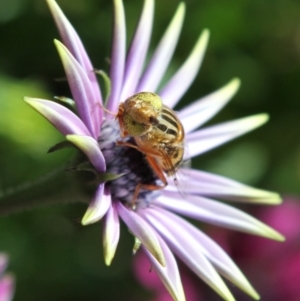 Eristalinus punctulatus at Higgins, ACT - 18 Oct 2016 08:40 AM