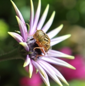 Eristalinus punctulatus at Higgins, ACT - 18 Oct 2016