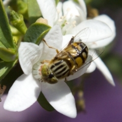 Eristalinus punctulatus at Higgins, ACT - 18 Oct 2016