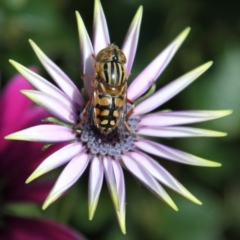 Eristalinus punctulatus at Higgins, ACT - 18 Oct 2016