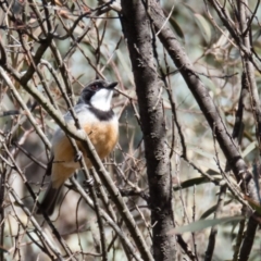 Pachycephala rufiventris (Rufous Whistler) at Mulligans Flat - 17 Oct 2016 by CedricBear