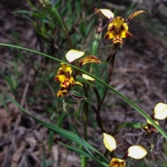 Diuris pardina (Leopard Doubletail) at Majura, ACT - 18 Oct 2016 by Chaddy