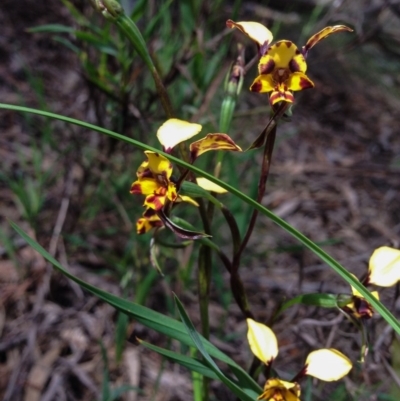 Diuris pardina (Leopard Doubletail) at Mount Ainslie - 18 Oct 2016 by Chaddy