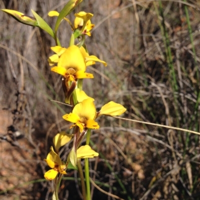 Diuris nigromontana (Black Mountain Leopard Orchid) at Aranda Bushland - 15 Oct 2016 by Chaddy