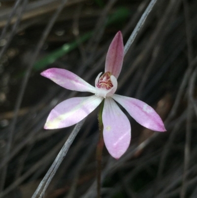 Caladenia fuscata (Dusky Fingers) at O'Connor, ACT - 18 Oct 2016 by Nige