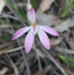 Caladenia fuscata at O'Connor, ACT - suppressed