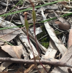 Caladenia fuscata at O'Connor, ACT - 18 Oct 2016