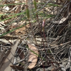 Caladenia fuscata at O'Connor, ACT - 18 Oct 2016