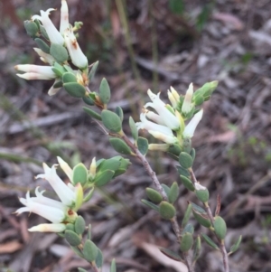 Brachyloma daphnoides at O'Connor, ACT - 18 Oct 2016