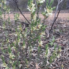 Brachyloma daphnoides at O'Connor, ACT - 18 Oct 2016